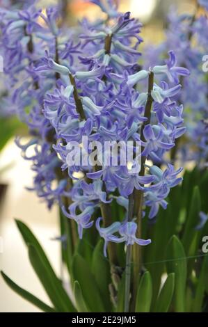 Hyacinth (Hyacinthus orientalis) Blue Festival blooms in a garden in April Stock Photo
