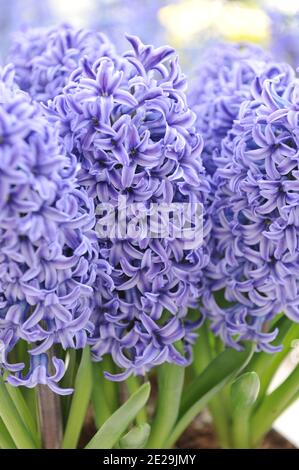 Hyacinth (Hyacinthus orientalis) Blue Jacket blooms in a garden in April Stock Photo