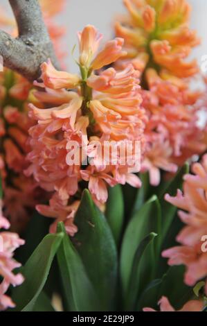 Coral-pink hyacinth (Hyacinthus orientalis) Gypsy Queen blooms in a garden in April Stock Photo