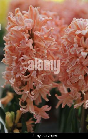 Coral-pink hyacinth (Hyacinthus orientalis) Gypsy Queen blooms in a garden in April Stock Photo