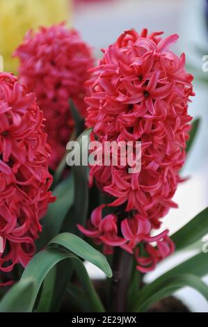 Reddish pink hyacinth (Hyacinthus orientalis) Red Glory blooms in a Reddish pink hyacinth (Hyacinthus orientalis) Red Glory blooms in a