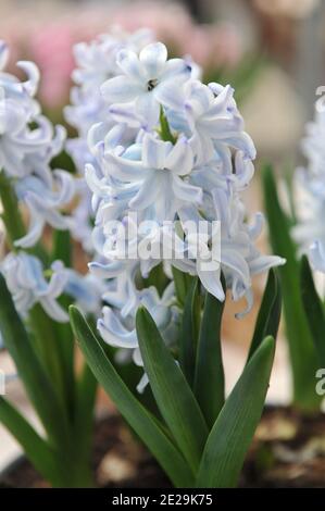 Light blue hyacinth (Hyacinthus orientalis) blooms in a garden in April Stock Photo