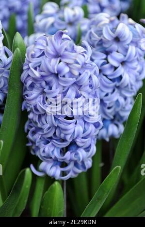 Blue hyacinth (Hyacinthus orientalis) Sky Jacket blooms in a garden in April Stock Photo