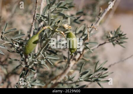 Green immature capsule fruit, Bladderpod, Peritoma Arborea, Cleomaceae ...