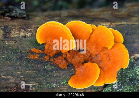Orange polypore (Pycnoporellus fulgens) Stock Photo