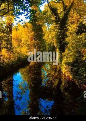 A mesmerizing view of trees with reflection in a lake during susnet in ...