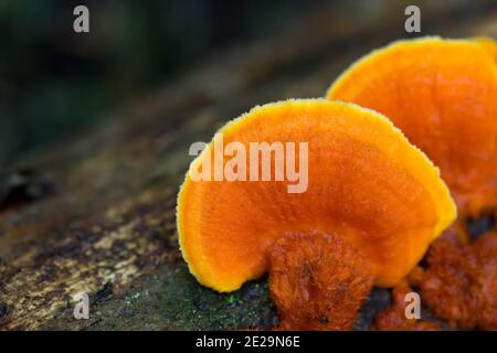 Orange polypore (Pycnoporellus fulgens) Stock Photo