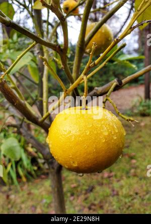 Vertical shot of unripe lemon with dewdrops hanging on a tree in the backyard Stock Photo