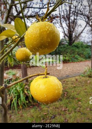 Vertical shot of unripe lemons with dewdrops hanging on a tree in the backyard Stock Photo