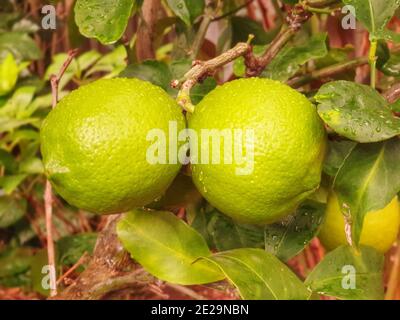 Closeup shot of unripe lemon with dewdrops hanging on a tree in the backyard Stock Photo