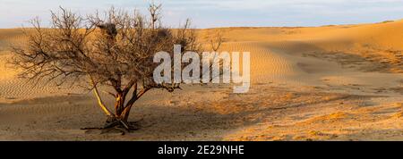 Bird nests on dry solitary tree in the desert Stock Photo