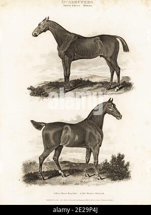 The race horse Royalist 1 and the hunter Skylark 2. Thoroughbred racing and hunting horses, Equus ferus caballus. Copperplate engraving from Abraham Rees' Cyclopedia or Universal Dictionary of Arts, Sciences and Literature, Longman, Hurst, Rees, Orme and Brown, London, 1808. Stock Photo