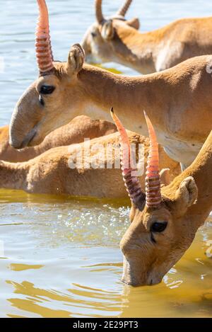 Saigas at a watering place drink water and bathe during strong heat and drought. Saiga tatarica is listed in the Red Book, Chyornye Zemli or Black Lan Stock Photo