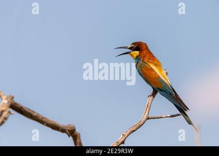 European bee eater, Merops apiaster. Common bee-eater bird on branch. Stock Photo