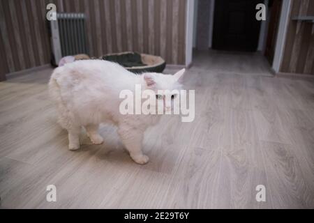a big white cat walking around the room Stock Photo