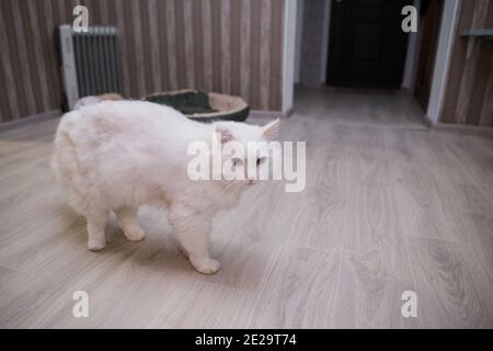 a big white cat walking around the room Stock Photo