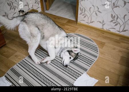 a husky dog ​​on the carpet in the room Stock Photo