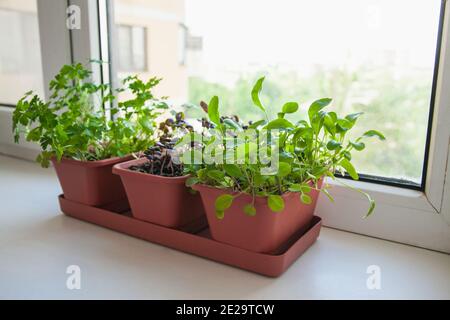 Growing herbs on the windowsill. Young sprouts of parsley, arugula and lilac Basil in a pot on a white windowsill. Stock Photo