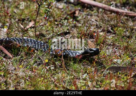 Black Tiger Snake on Lake St. Clair on Tasmania, Australia Stock Photo