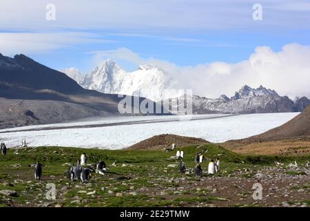 King penguins breeding colony in Fortuna Bay, South Georgia Island Stock Photo