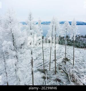 Trees covered in hoar frost on a freezing winter morning in Sweden Stock Photo