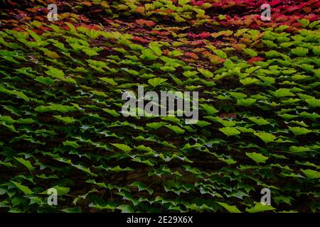 Green and red leaves of a climbing plant of Virginia creeper (Parthenocissus quinquefolia) background wallpaper Stock Photo