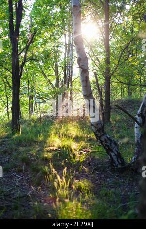 Sunny spring morning in the deciduous forest where the sun's rays pass through the young bright green foliage of tall old trees. High quality photo Stock Photo