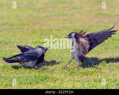 Jackdaws Corvus monedula fighting on farmland winter Norfolk January Stock Photo