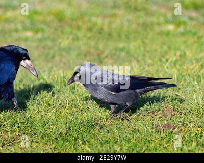 Jackdaw Corvus monedula and Rook feeding on farmland Norfolk Winter Stock Photo