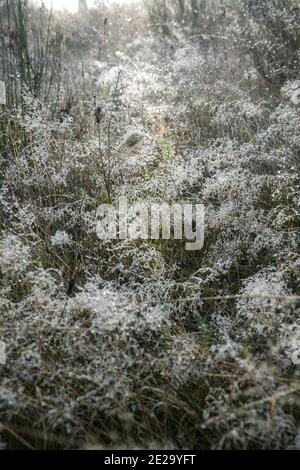 Meadow in the first frost with icy dew drops on the grass, rural landscape, nature background with copy space, selected focus, narrow depth of field Stock Photo