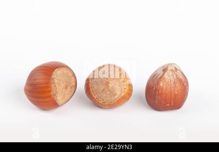 Three hazelnuts on a white background Stock Photo