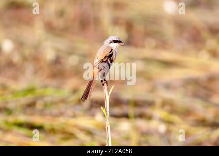 The long-tailed shrike or rufous-backed shrike is a member of the bird family Laniidae Stock Photo