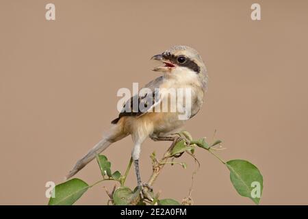 The long-tailed shrike or rufous-backed shrike is a member of the bird family Laniidae Stock Photo