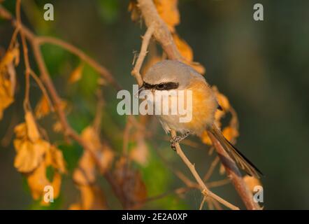 The long-tailed shrike or rufous-backed shrike is a member of the bird family Laniidae Stock Photo
