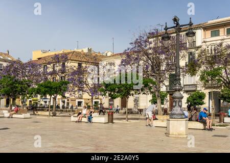 Plaza de la Merced, Malaga town, Spain; in Spring with Jacaranda trees in blossom. Stock Photo