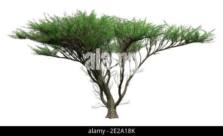 3D rendering of a green umbrella thorn tree or Vachellia tortilis isolated on white background Stock Photo