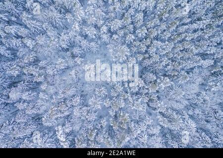 White background texture of a frozen forest at winter, top earial view Stock Photo