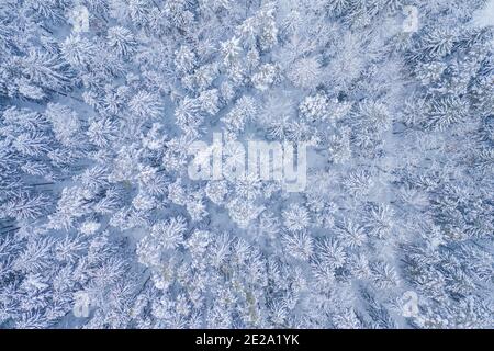 White background texture of a frozen forest at winter, top earial view Stock Photo