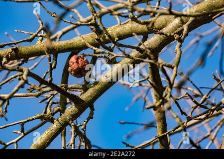 A single rotten apple in winter with a clear sky Stock Photo