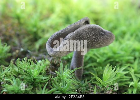 Helvella pezizoides, a saddle fungus from Finland with no common english name Stock Photo