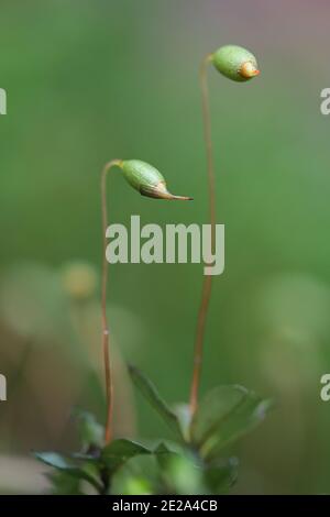 Rhizomnium magnifolium, spore capsules of  a leafy moss in the family Mniaceae, Stock Photo