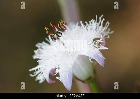 Menyanthes trifoliata, known as Buckbean, Bog Bean, Buck Bean or Marsh Trefoil Stock Photo