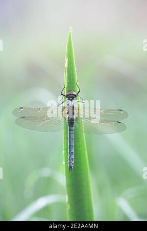 Cordulia aenea, known as the downy emerald, a dragonfly from Finland Stock Photo