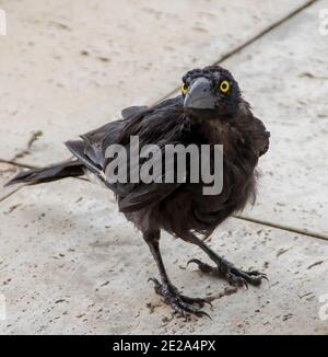 Young, dishevelled pied currawong (strepera graculina). Native Australian bird, black with yellow eyes. Garden, summer, Queensland, Australia. Stock Photo