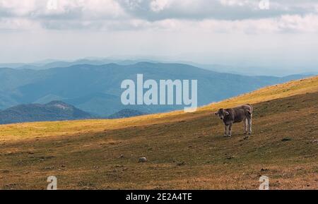Small cow standing in the middle of a green meadow with the mountains in the background Stock Photo
