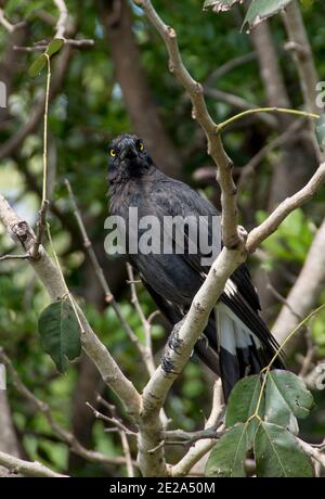 Pied currawong (strepera graculina). Native Australian bird, black and white with yellow eyes.  Perched in tree, looking at camera, Queensland garden. Stock Photo