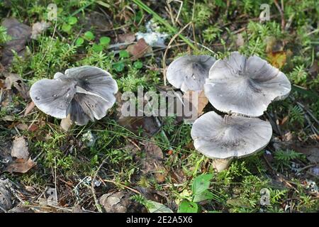 Tricholoma virgatum,  ashen knight, wild mushroom from Finland Stock Photo