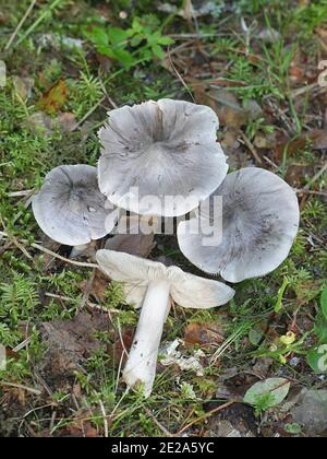 Tricholoma virgatum,  ashen knight, wild mushroom from Finland Stock Photo