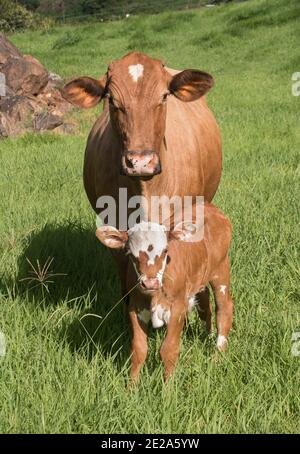 Brown and white cow with her new calf standing in green grassy field. Both looking at the camera. Summer, Queensland, Australia. Stock Photo