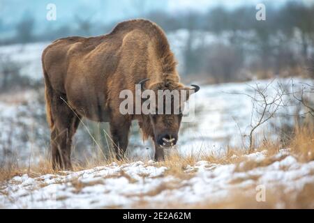 European bison resting on a snow meadow, the best photo. Stock Photo